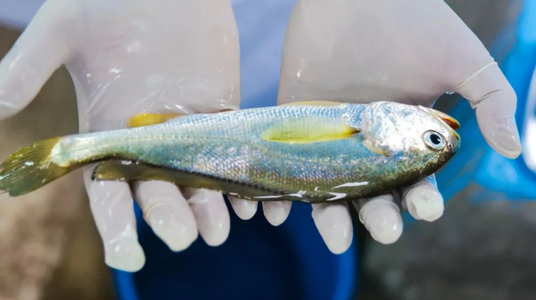 硇洲族大黄鱼身形更为修长，通体呈金黄色，鱼鳞光泽。陈文 摄.jpg